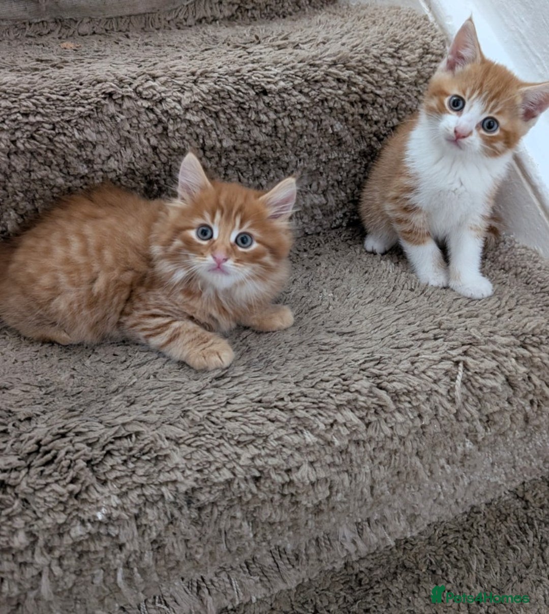 Mixed Breed cats for sale: Kitten  - Image 4