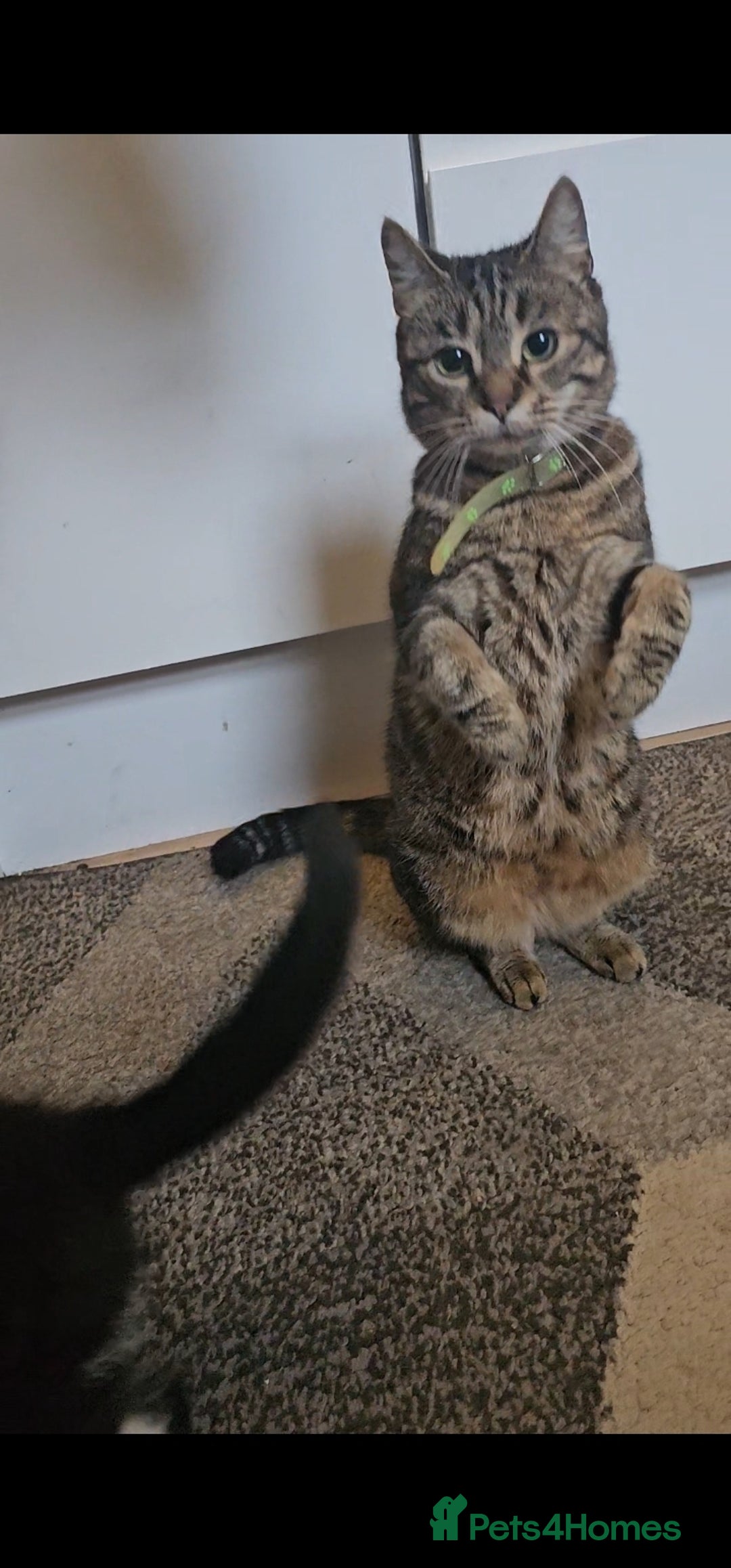 American Curl cats for sale: Amarican Curl Kitten  - Advert 2