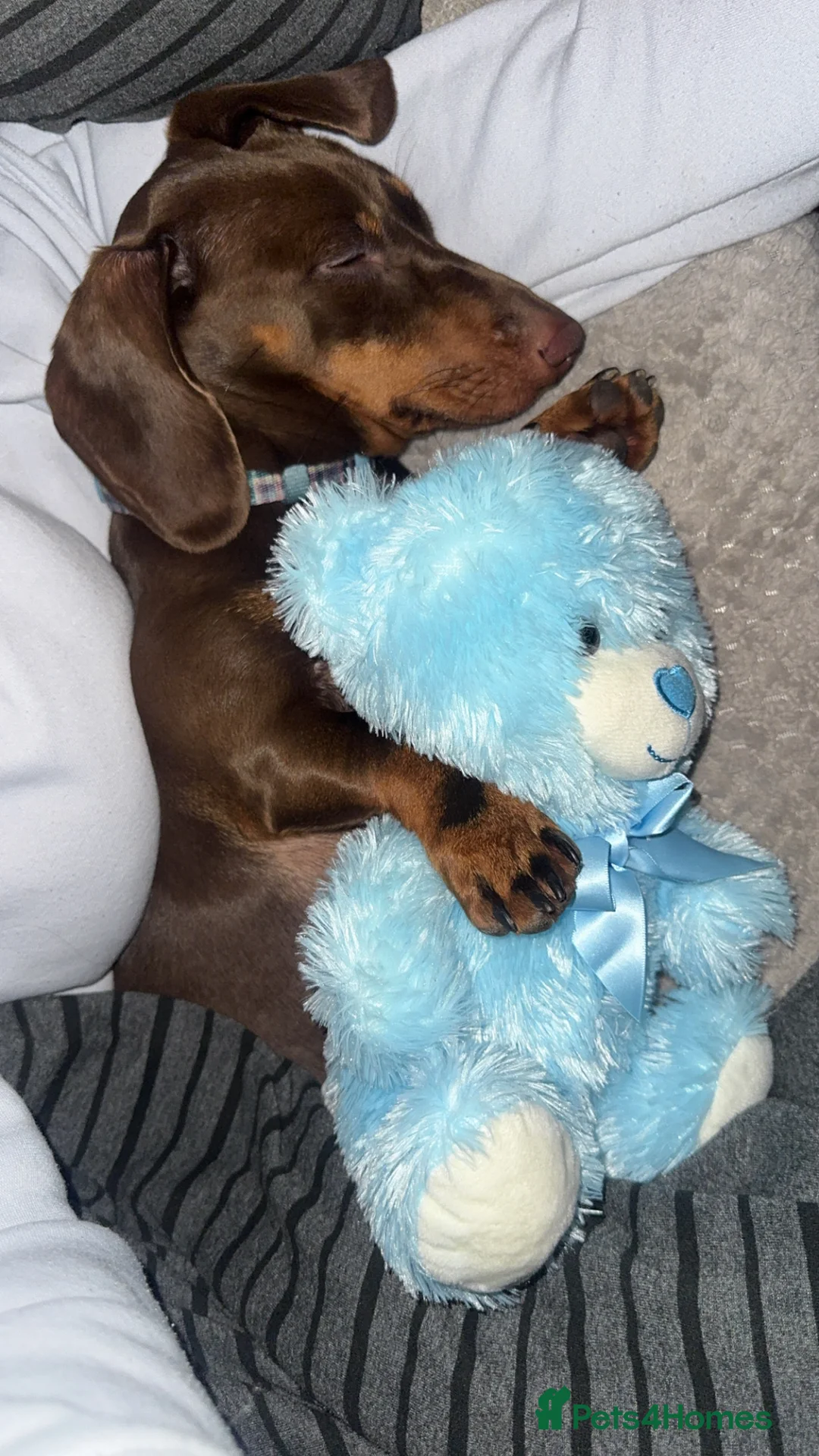 Dachshund dogs for sale: Mabel the Dachshund 🐶 REHOME FOR FREE  - Advert 4