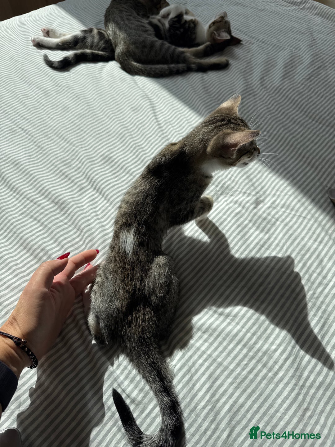 Siamese cats for sale: Siamese-Tabby Mix Kittens Available from 17th Sept - Image 18