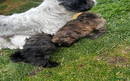 Shih Tzu dogs for sale: Shih tzu puppies looking for a forever home. - Image 12