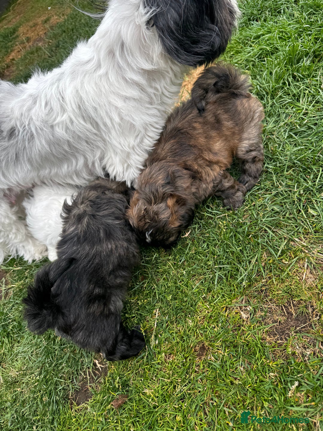 Shih Tzu dogs for sale: Shih tzu puppies looking for a forever home. - Image 12