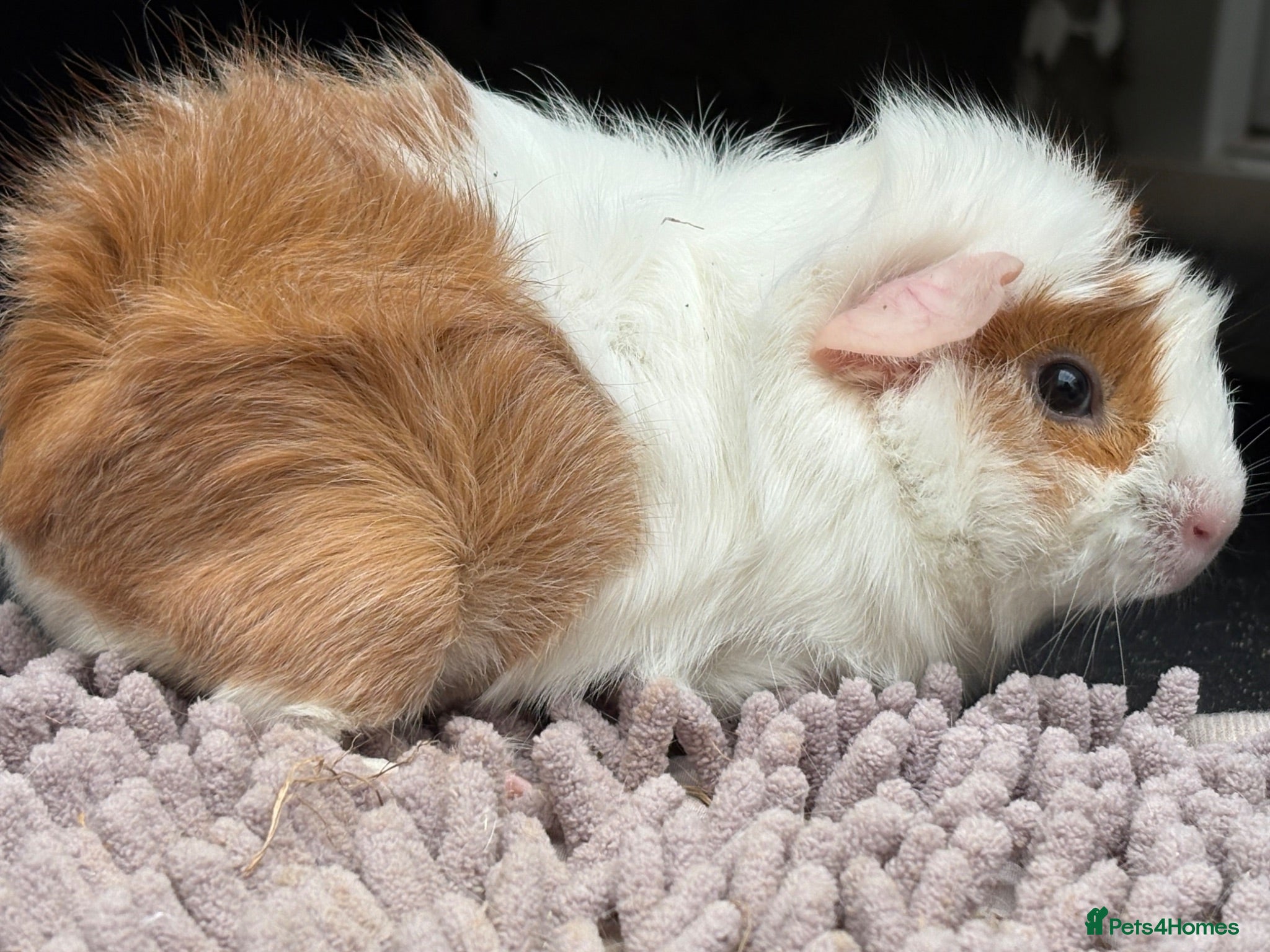 Guinea Pig rodents Two girls for sale bonded  - Advert 2