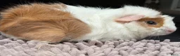 Guinea Pig rodents for sale: Two girls for sale bonded  in Houghton le Spring - Advert 1