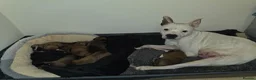 Mixed Breed dogs for sale: Belgian mallionas x staffy pups 6 females - Advert 4