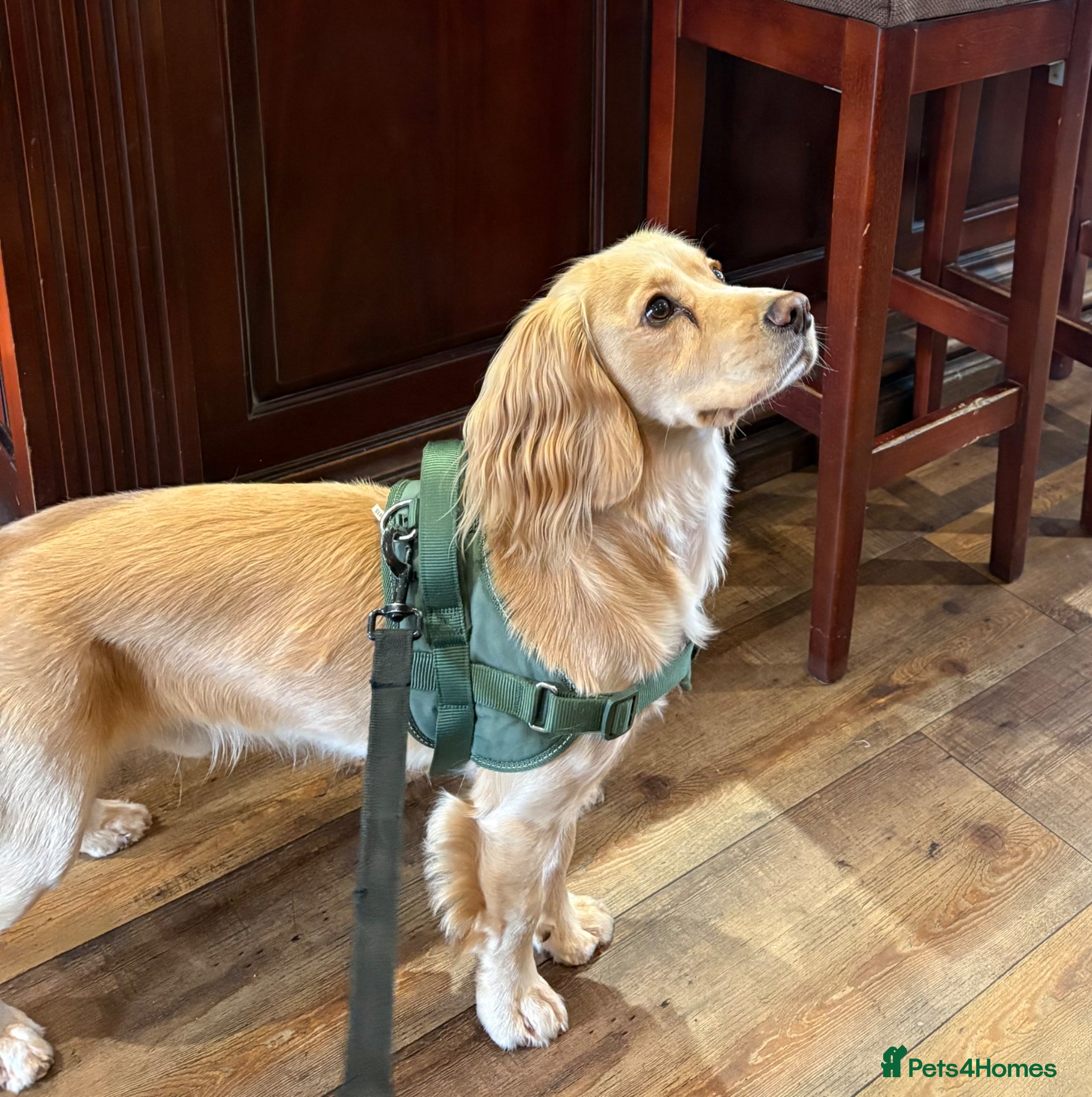 Cocker Spaniel dogs Inrtroducing Roddy for stud - Advert 11