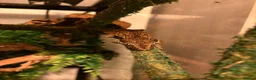 Gecko reptiles for sale: Gargoyle Gecko  - Advert 2