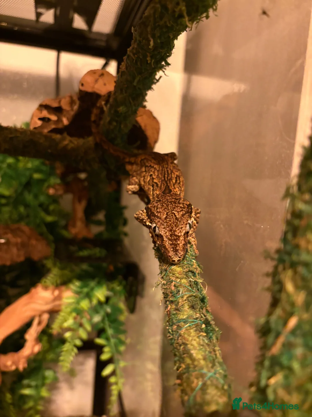 Gecko reptiles for sale: Gargoyle Gecko  - Advert 2