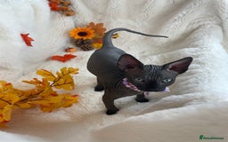 Sphynx cats for sale: 7 adorable Sphynx  looking for their forever home - Image 3