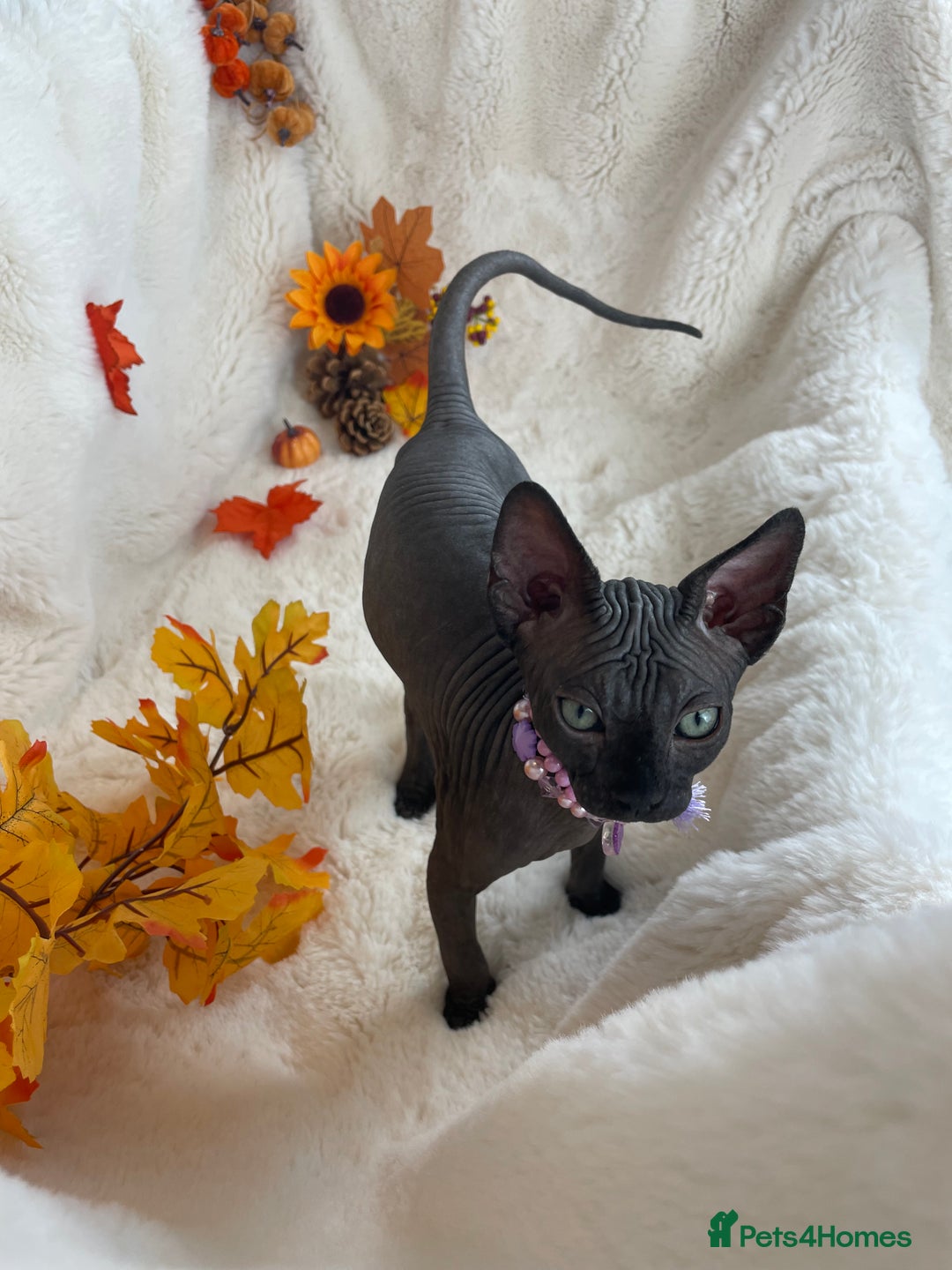Sphynx cats for sale: 7 adorable Sphynx  looking for their forever home - Image 3