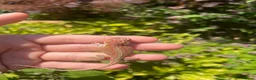 Bearded Dragon reptiles for sale: 🦎 beautiful G stripped dragons 🐉  - Advert 4