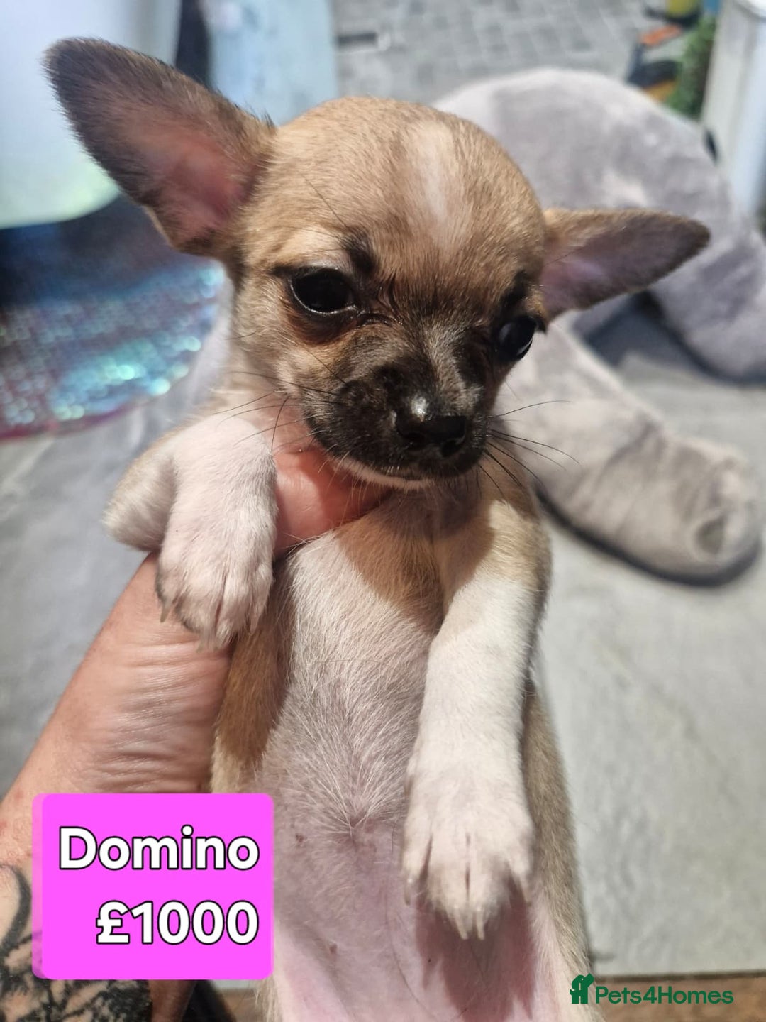 Chihuahua dogs for sale: Chihuahua pups for sale - Image 5