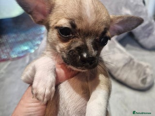 Chihuahua dogs - Advert 30