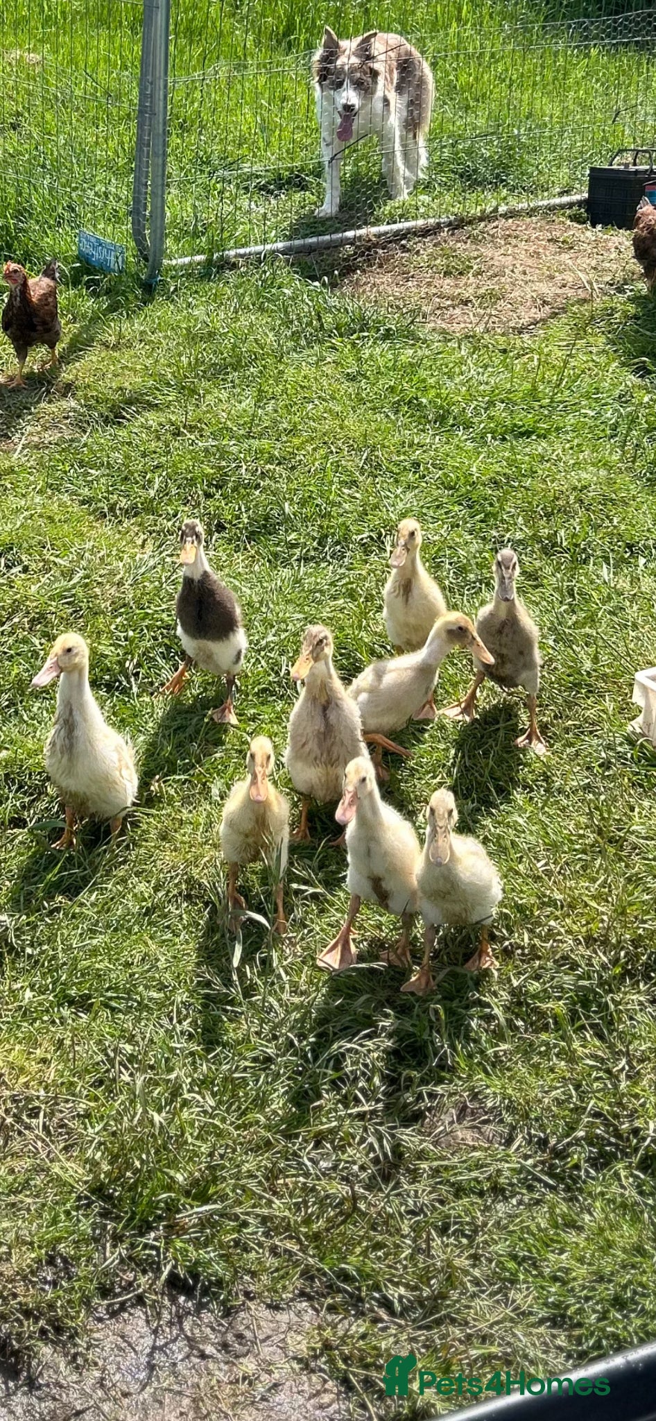 Ducks poultry Runner ducklings  - Advert 13