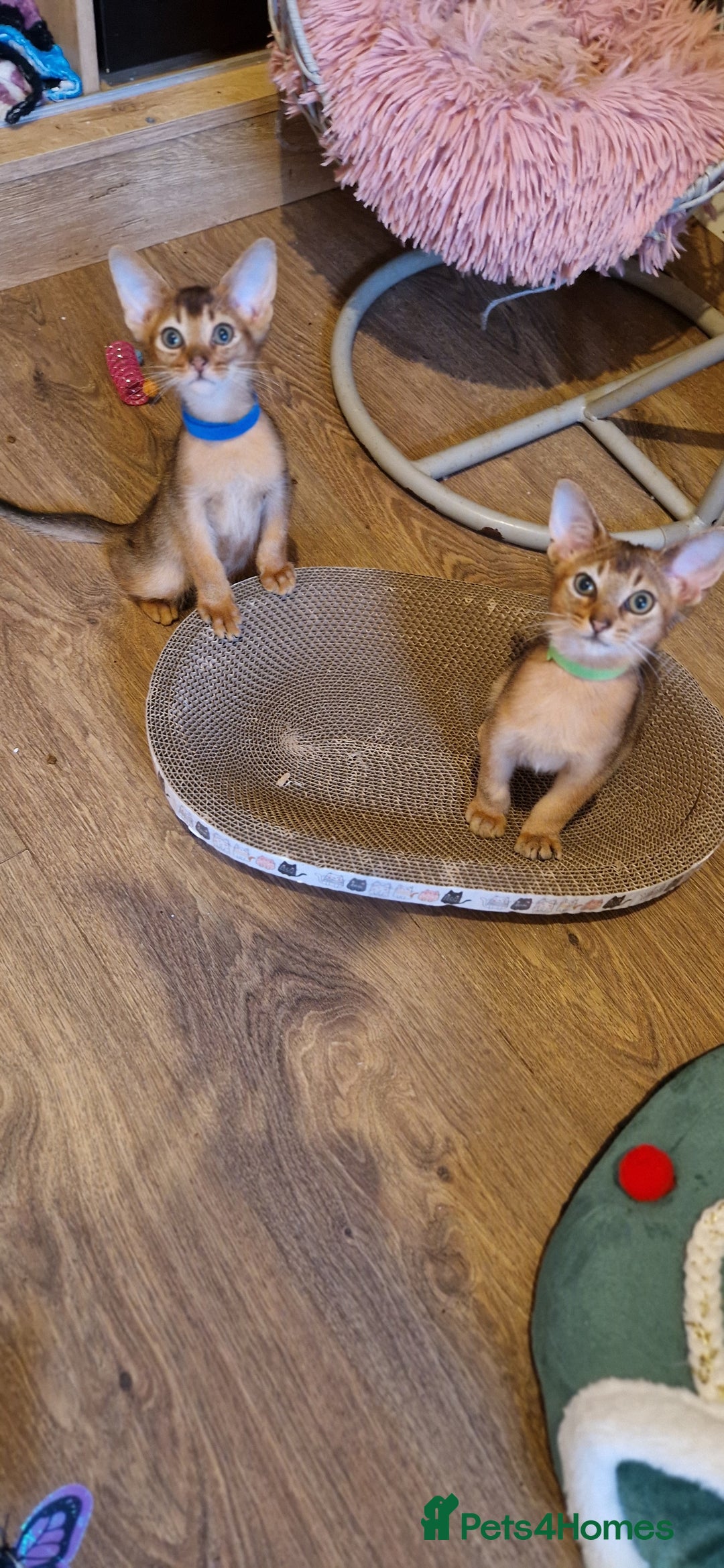 Abyssinian cats for sale: Pure Abyssian kittens ❤️ - Advert 21