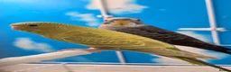 Budgerigars birds for sale: Black Face Dunfallow/BW Male+ Black wing/BF female - Advert 2