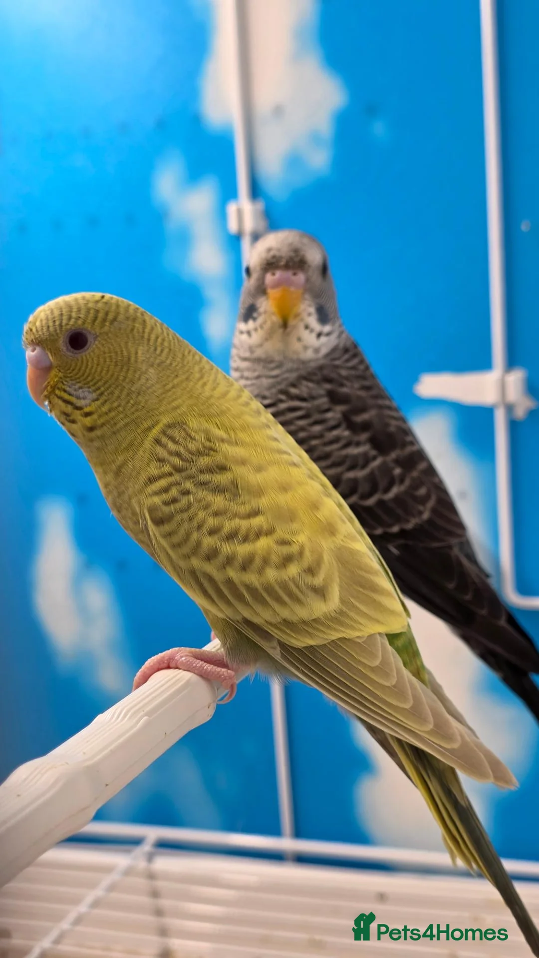 Budgerigars birds for sale: Black Face Dunfallow/BW Male+ Black wing/BF female - Advert 2