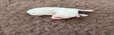 Lemon female 