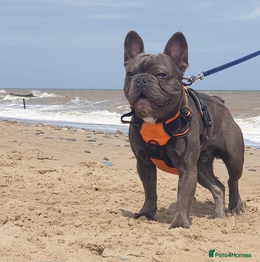 French Bulldog dogs for stud: Lilac Skin  French bulldog. in Pudsey - Image 2