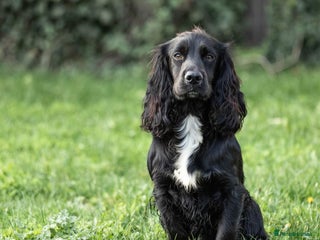 Cocker Spaniel dogs in Maidstone - Advert 28