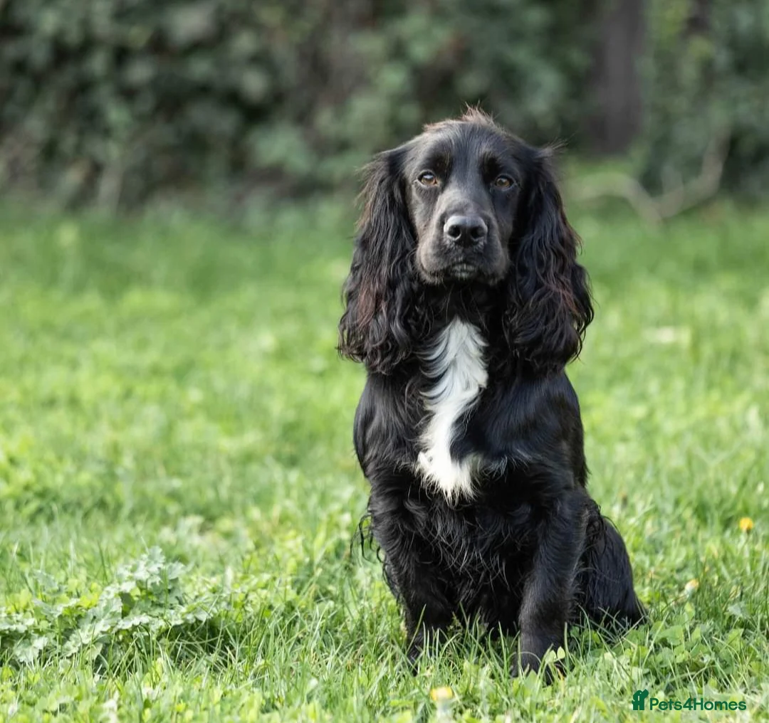 Cocker Spaniel dogs for stud: Health Tested Kc Registered Cocker Spaniel in Maidstone - Advert 1