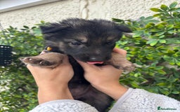 German Shepherd dogs for sale: Beautiful German Shepherd Puppies from Loving Home - Image 5