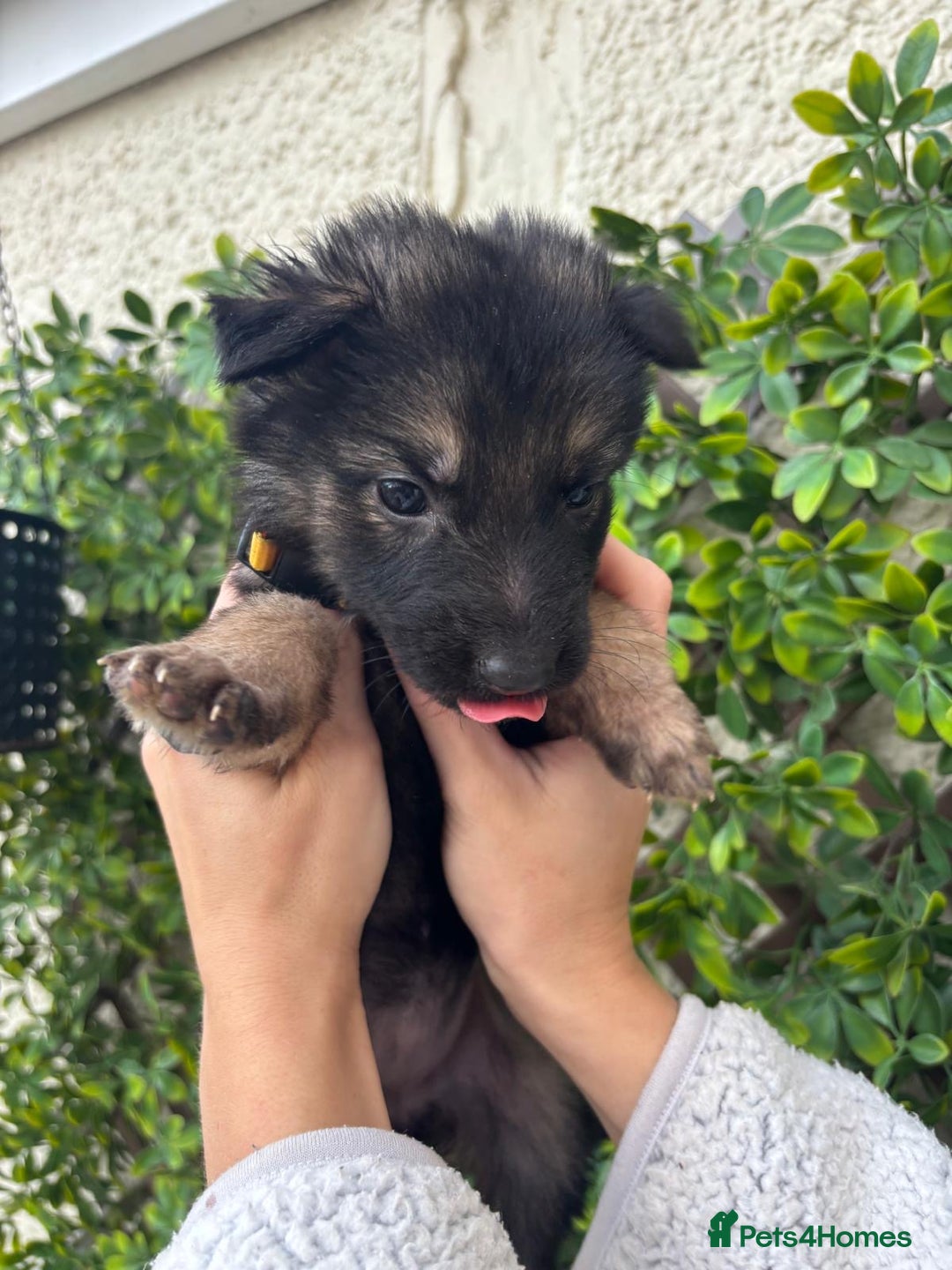 German Shepherd dogs for sale: Beautiful German Shepherd Puppies from Loving Home - Image 5