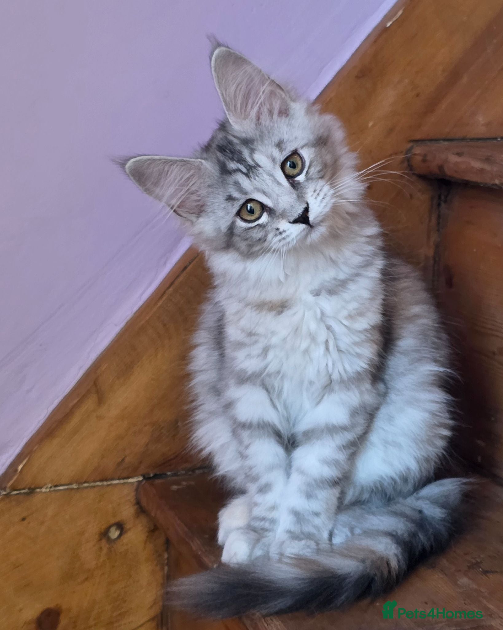 Maine Coon cats Pedigree Pure TICA Registered Maine Coon Kittens - Advert 1
