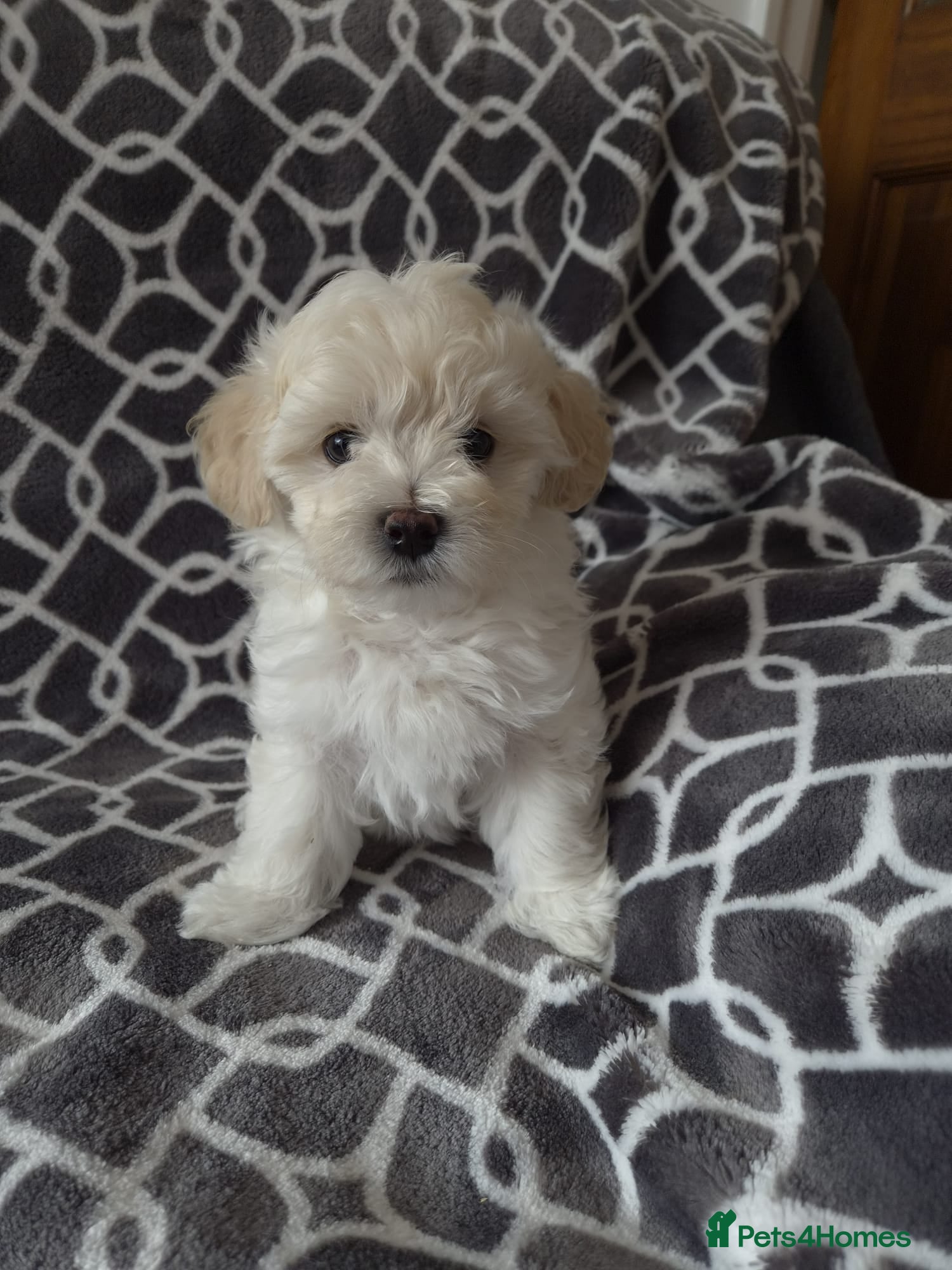 Maltipoo dogs ⭐️TINY KOREAN MALTIPOO PUPPIES⭐️ - Advert 2