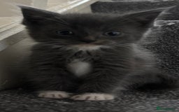 Maine Coon cats for sale: Loveliest, fluffy Maine coon X ragdoll kittens - Image 4