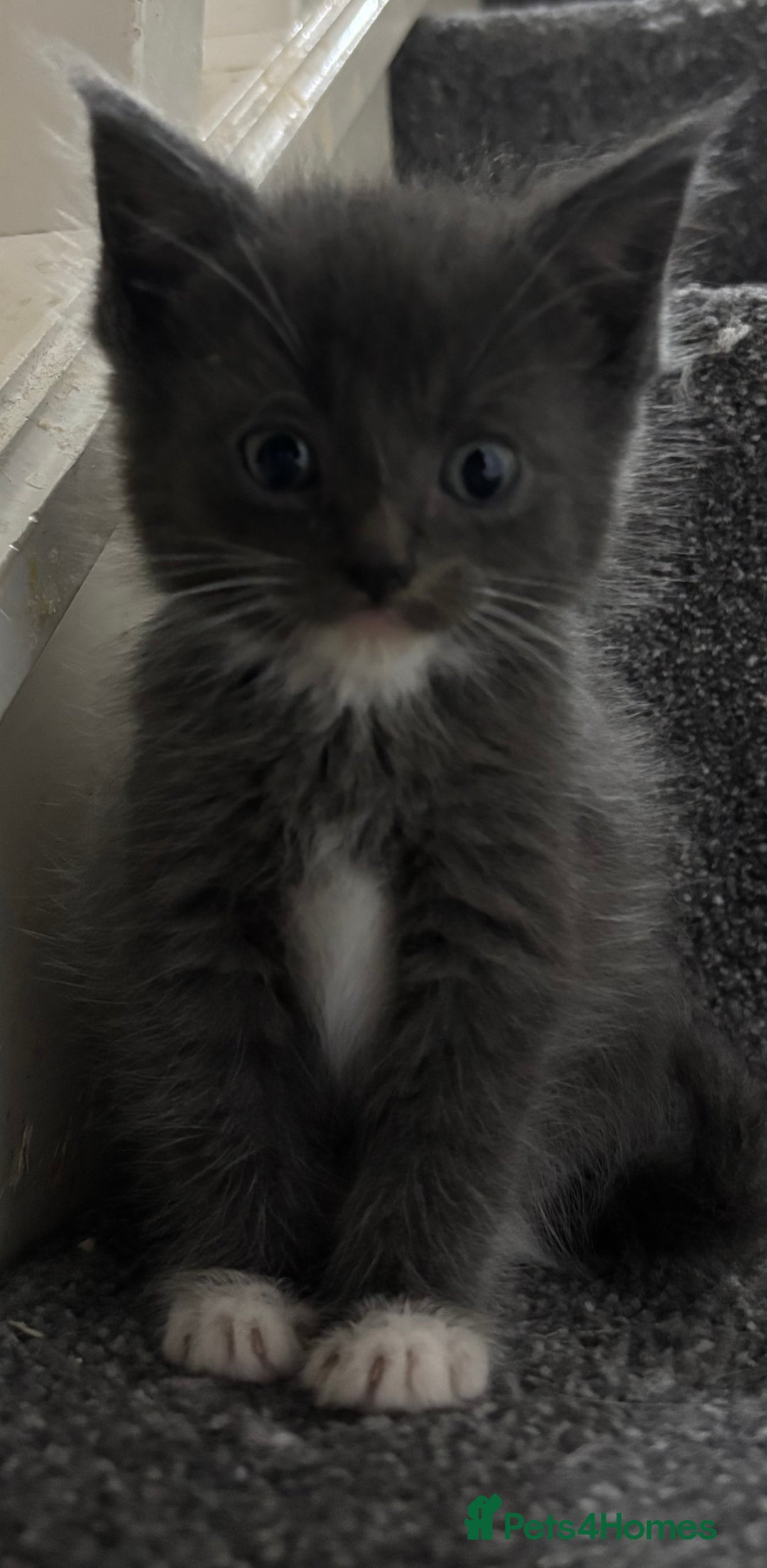 Maine Coon cats for sale: Loveliest, fluffy Maine coon X ragdoll kittens - Image 4