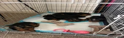 Yorkshire Terrier dogs for sale: Yorkshire terrier in Edinburgh - Advert 2