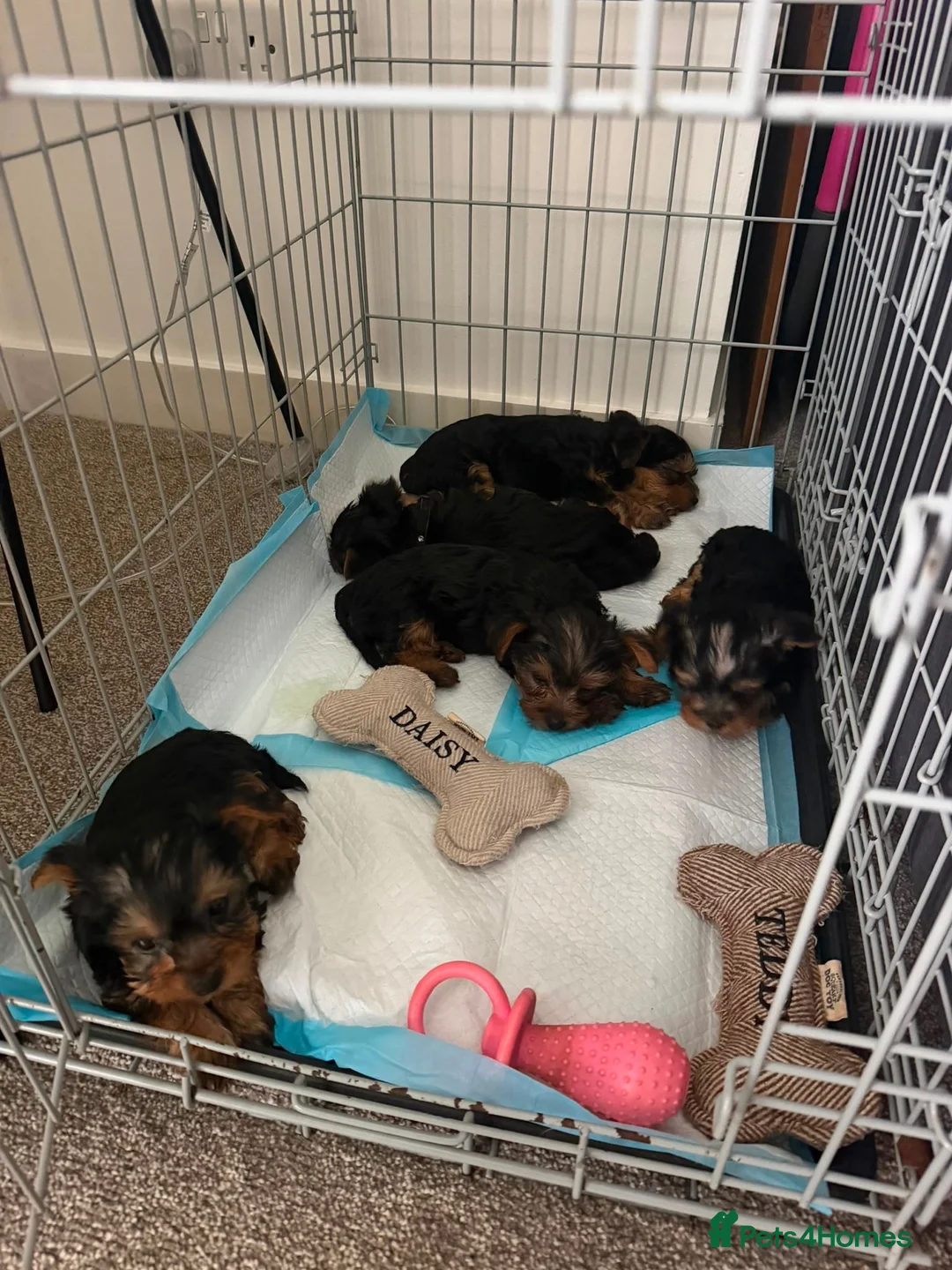Yorkshire Terrier dogs for sale: Yorkshire terrier in Edinburgh - Advert 2