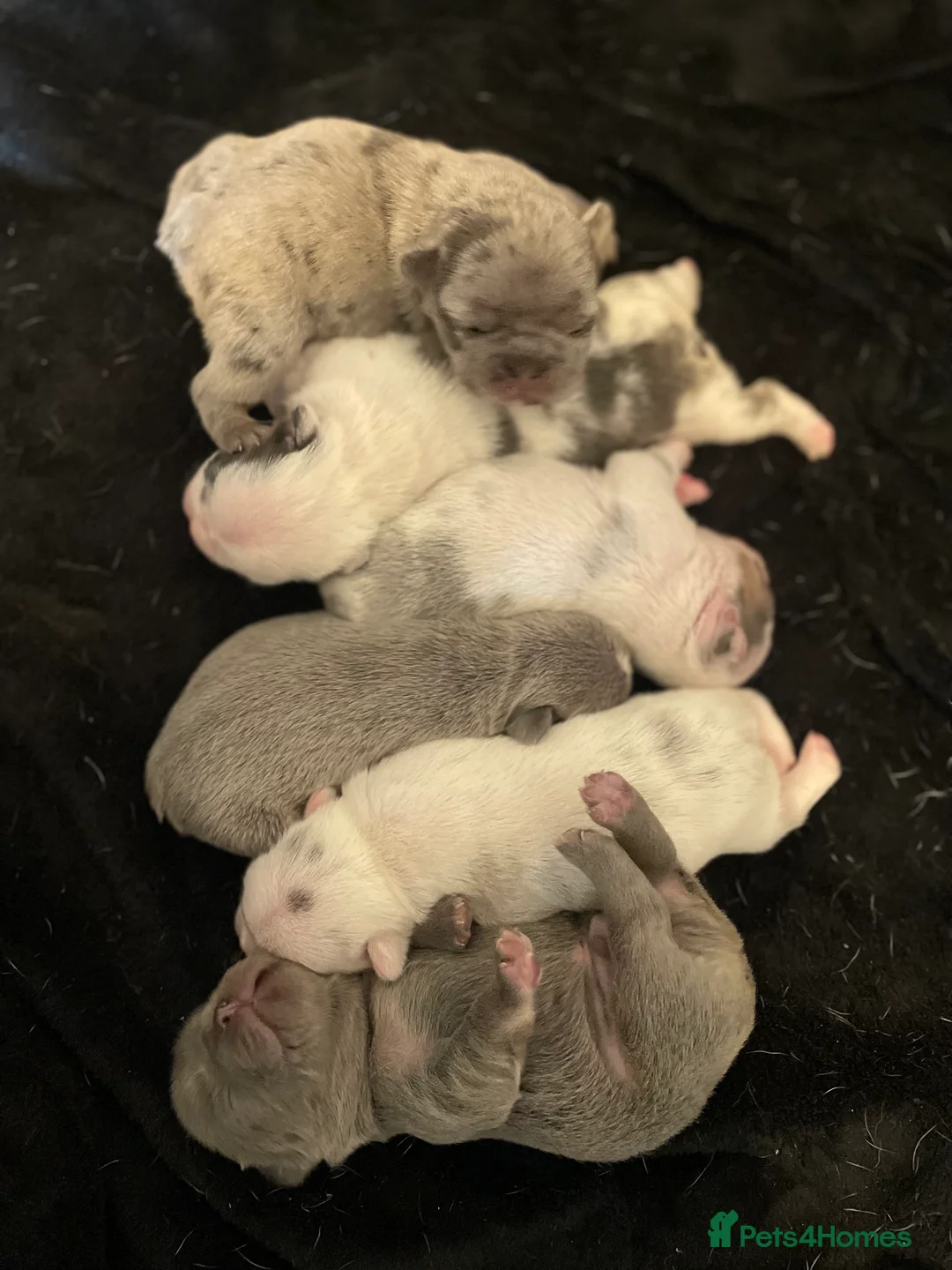 French Bulldog dogs for sale: Husky Fluffy Frenchies 🐶  - Advert 5