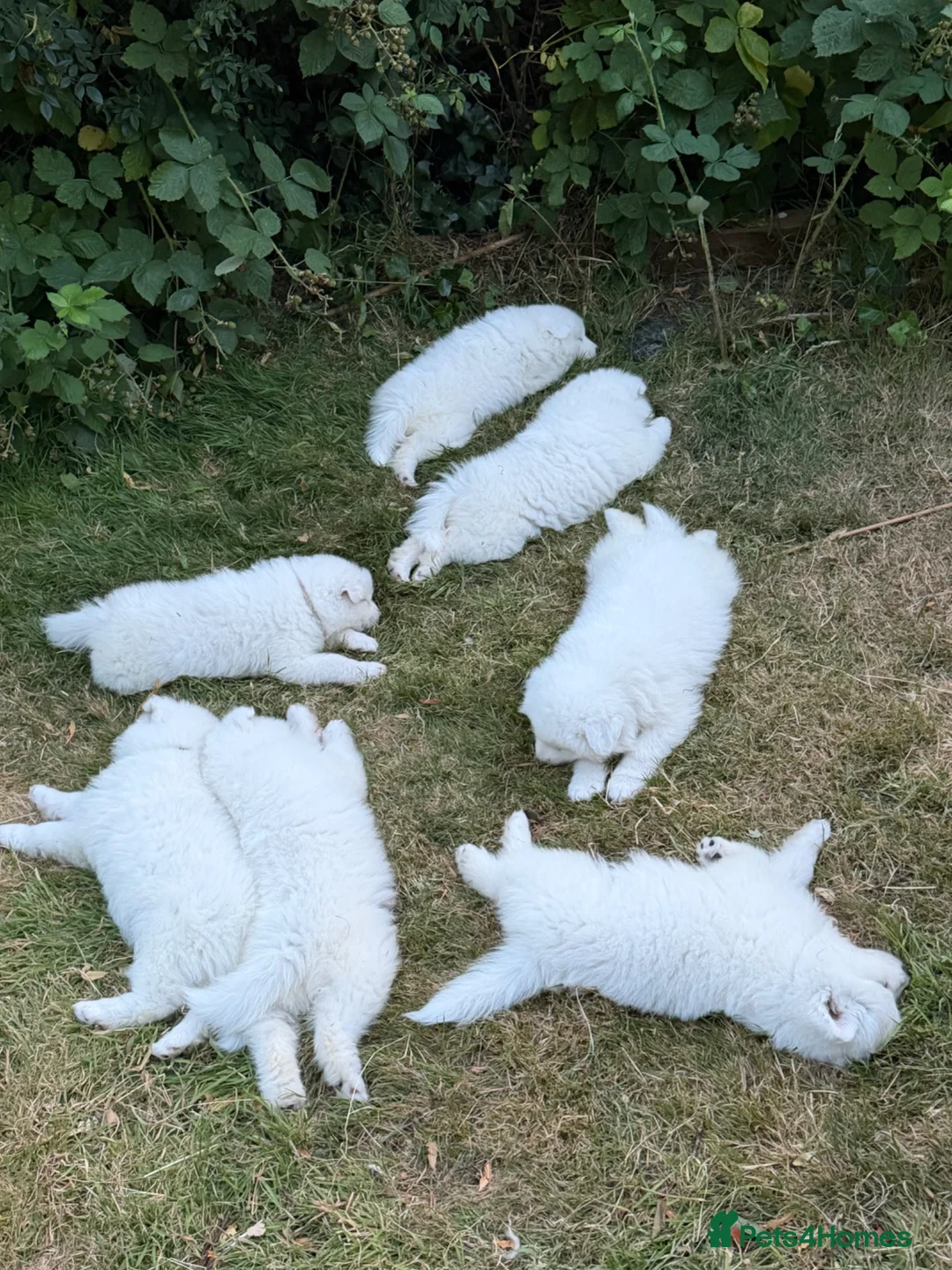 Samoyed dogs for sale:     Adorable Samoyed Puppies Looking for 5★ Homes - Advert 2
