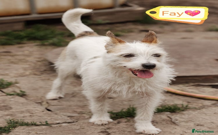 Mixed Breed dogs - Advert 8