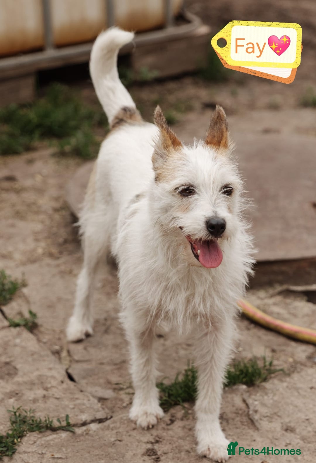 Mixed Breed dogs for adoption: 💖🐶 FAY 🐶💖 - Image 1