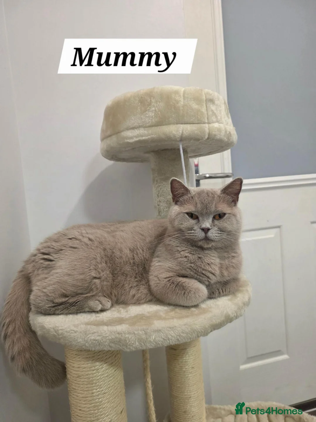 British Shorthair cats for sale: Adorable kittens  - Advert 2