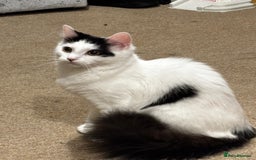 British Longhair cats for sale: Urgently Rehoming 2 beautiful cats - Image 2