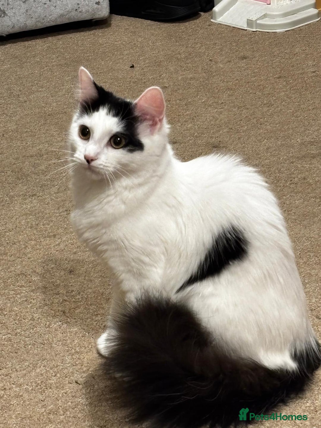 British Longhair cats for sale: Urgently Rehoming 2 beautiful cats - Image 2