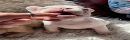 French Bulldog dogs for sale: French Bulldog Puppies - Advert 14