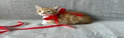 Mixed Breed cats for sale: Gorgeous healthy kitten looking for a loving home  - Advert 3