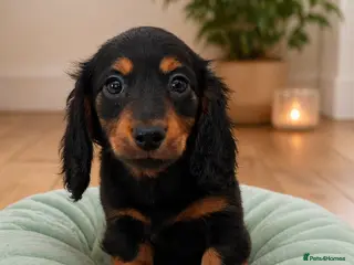 Miniature Dachshund dogs KC Pedigree Long Hair Mini Dachshund boy & girls - Advert 7