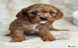 Cavapoo dogs for sale: Stunning health tested Cavapoo puppies - Image 16