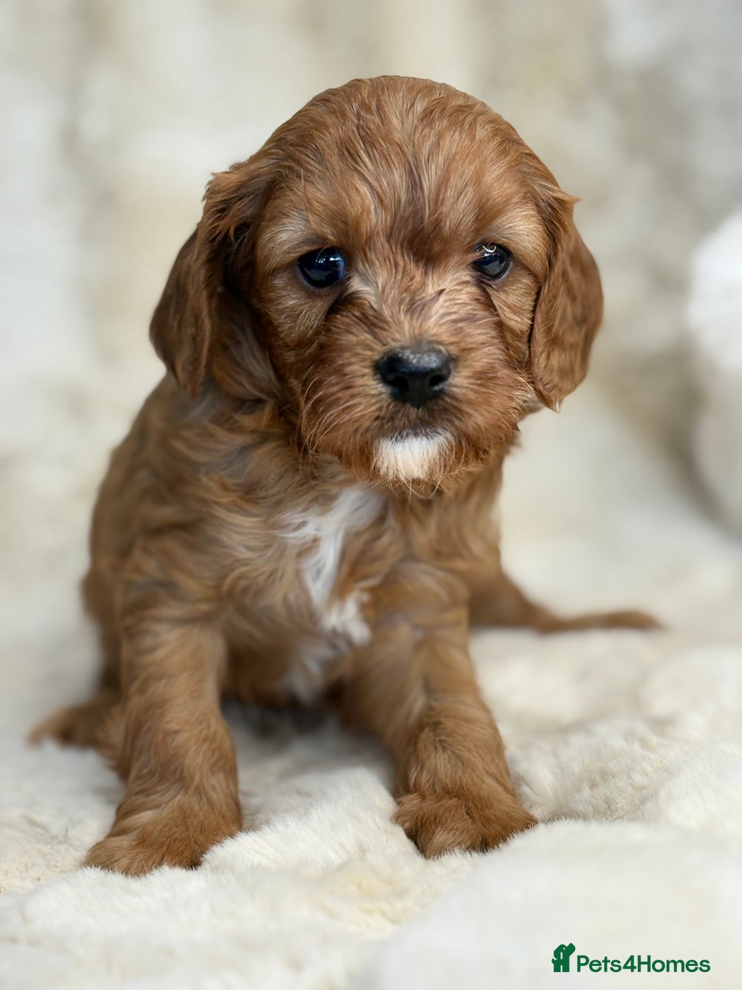 Cavapoo dogs for sale: Stunning health tested Cavapoo puppies - Image 16