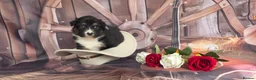 Australian Shepherd dogs for sale: Australian shepherds  - Advert 21