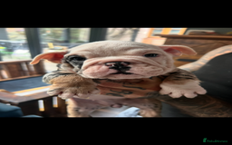 English Bulldog dogs for sale: English bulldog - Advert 8