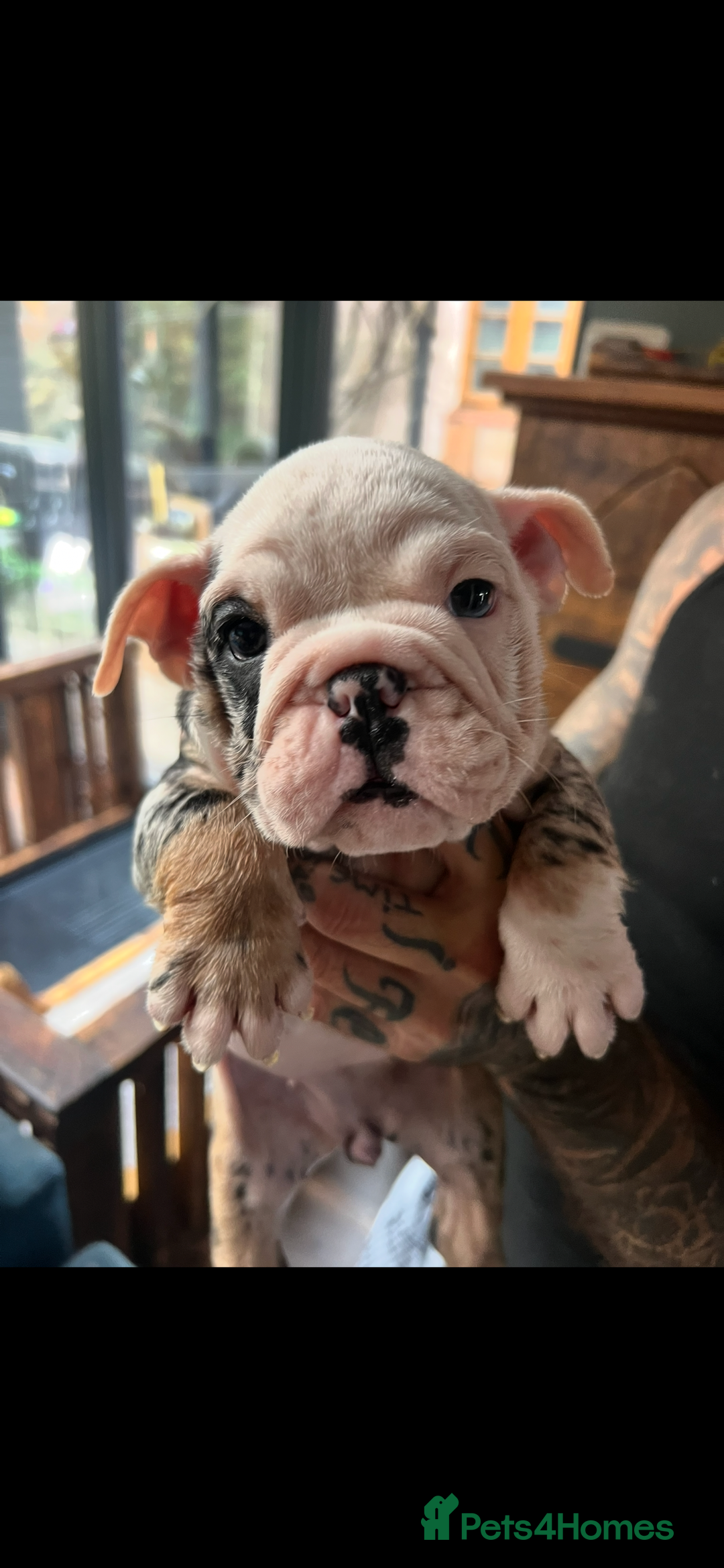 English Bulldog dogs for sale: English bulldog - Advert 8