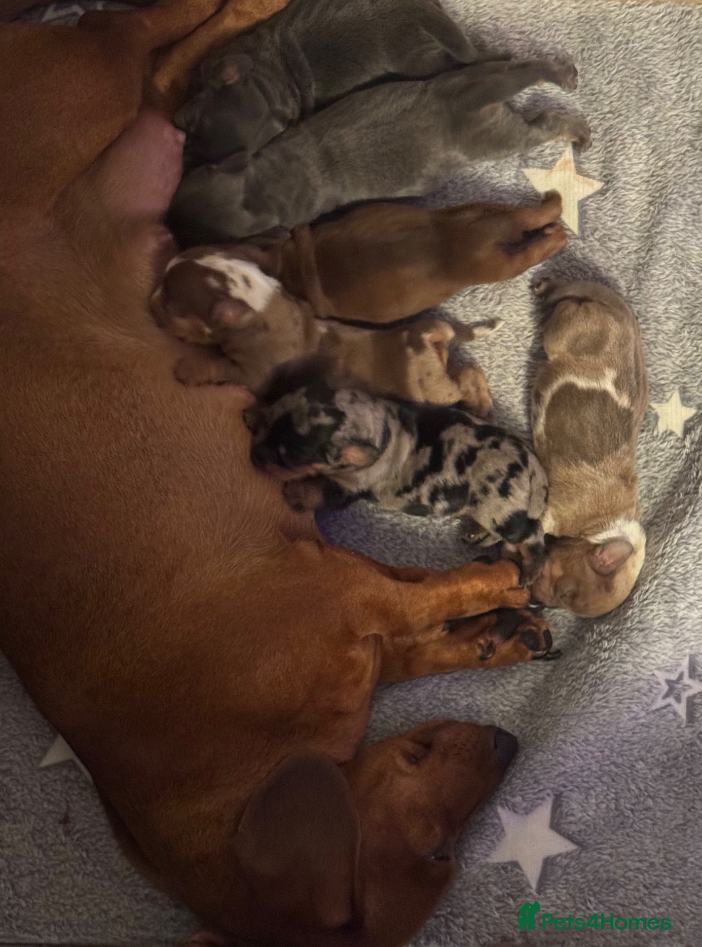 Dachshund dogs Dachshund puppies - Advert 14