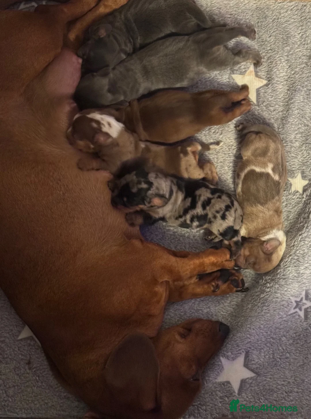 Dachshund dogs for sale: Dachshund puppies - Advert 2